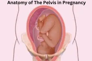 How the Pelvis Adapts to Support Pregnancy and Childbirth