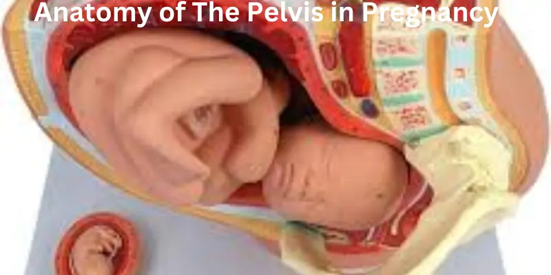 anatomy of the pelvis in pregnancy Anatomy of the pelvis in pregnancy